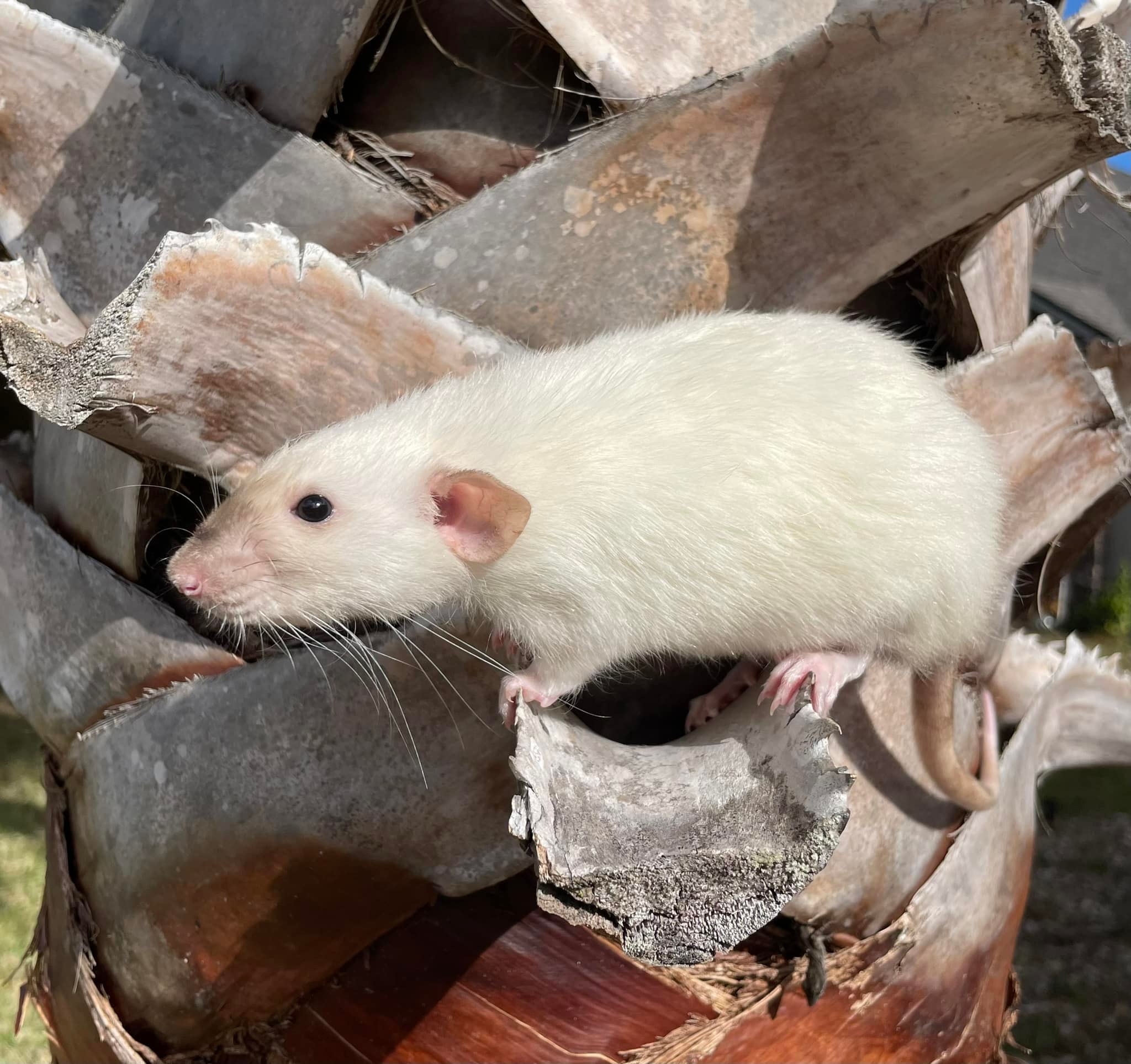 Black Eyed Siamese Rex Rat