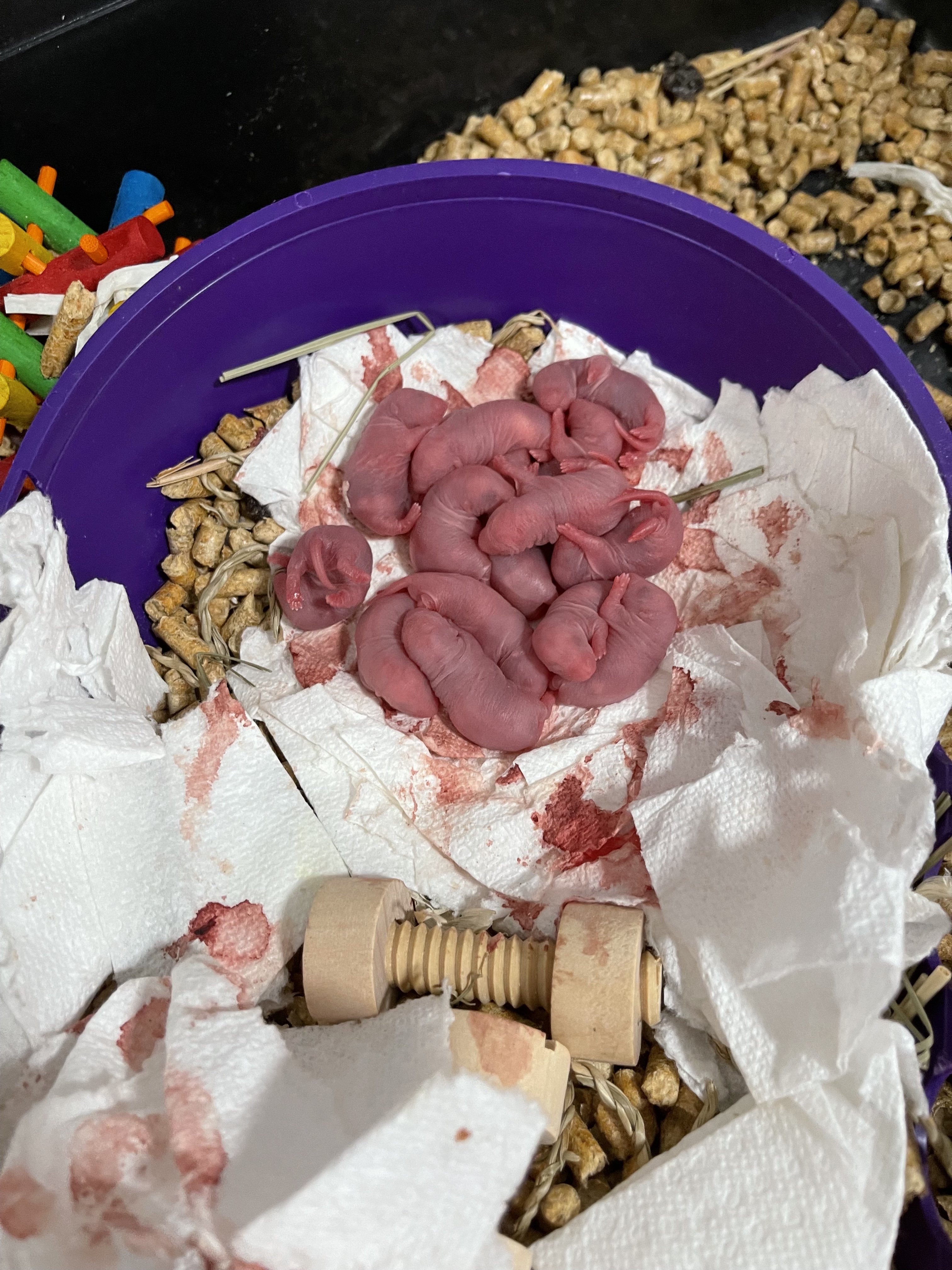 day old siamese rats